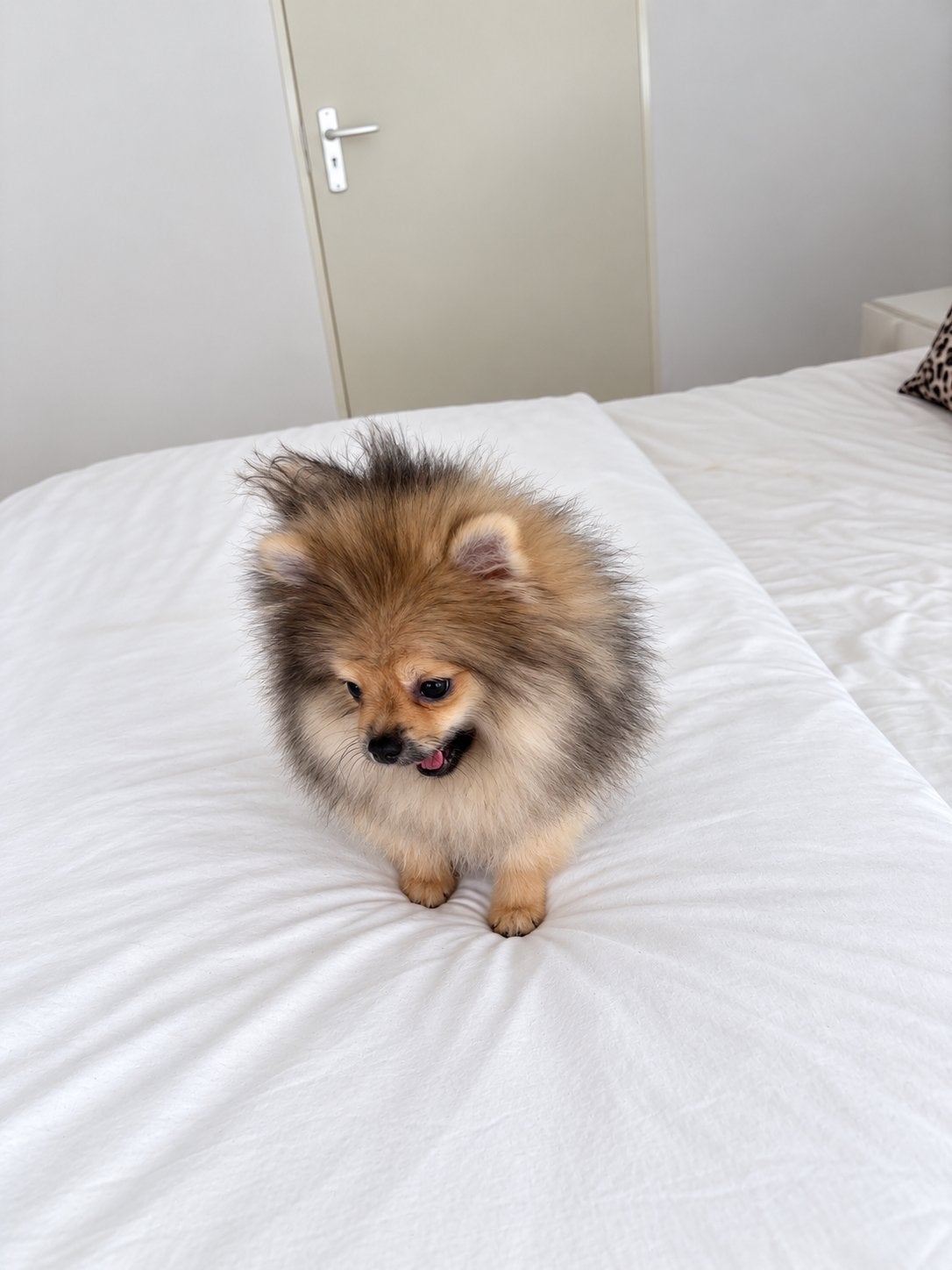 Pomeranian | Pomeriaan | Reu | FCI | Stamboom, Particulier, Keeshond, 15 weken tot 1 jaar, Reu