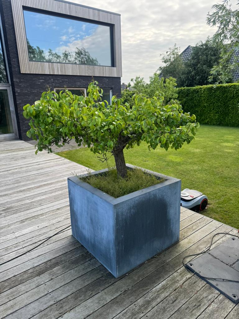 2 mooie perenbomen. Moeten uitgegraven worden voor transport, Tuin en Terras, Planten | Fruitbomen, Ophalen, 100 tot 250 cm, Perenboom