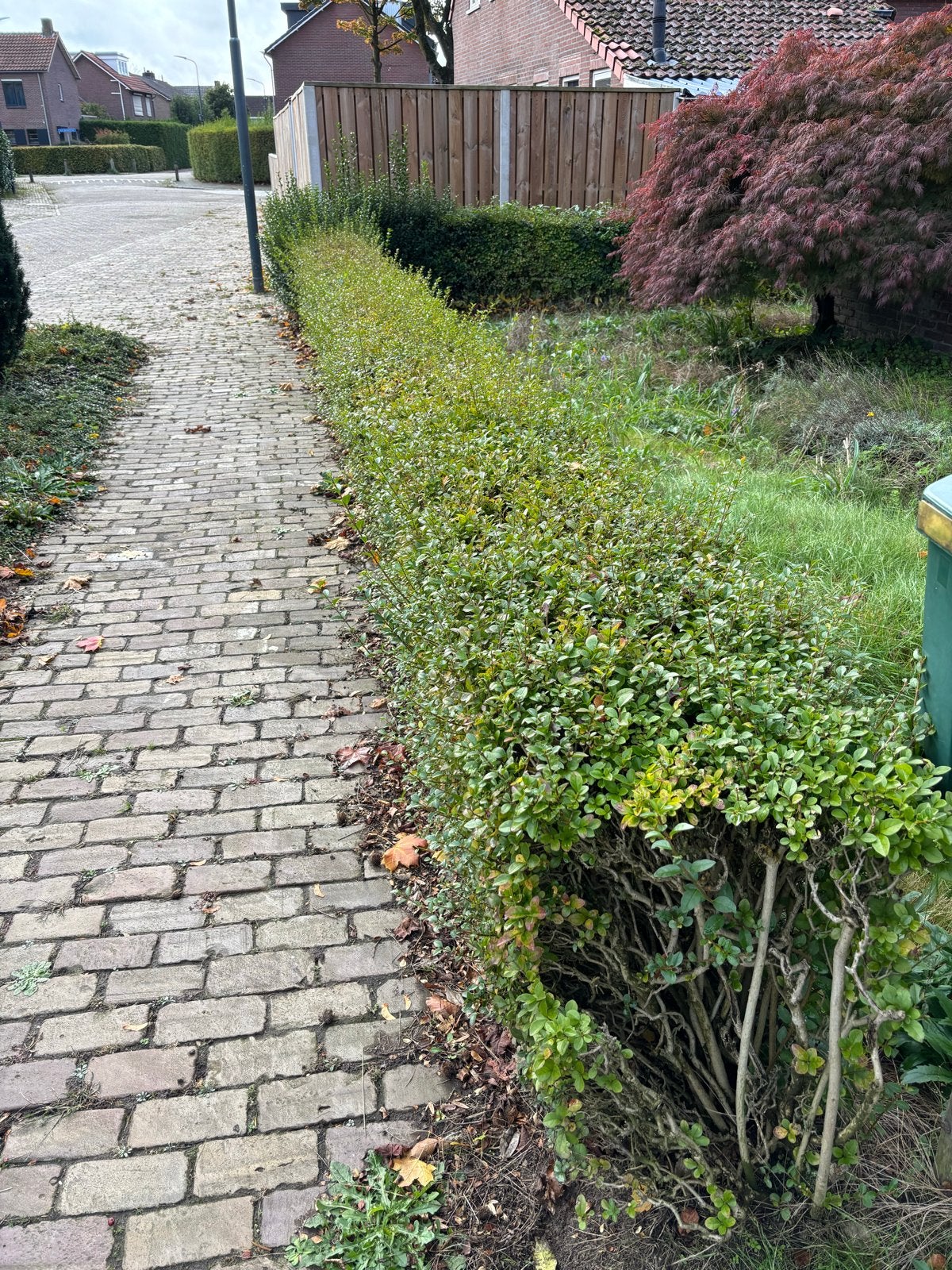 Ligusterhaag - Vers en klaar voor uw tuin, Ophalen, Liguster, Haag, 100 tot 250 cm