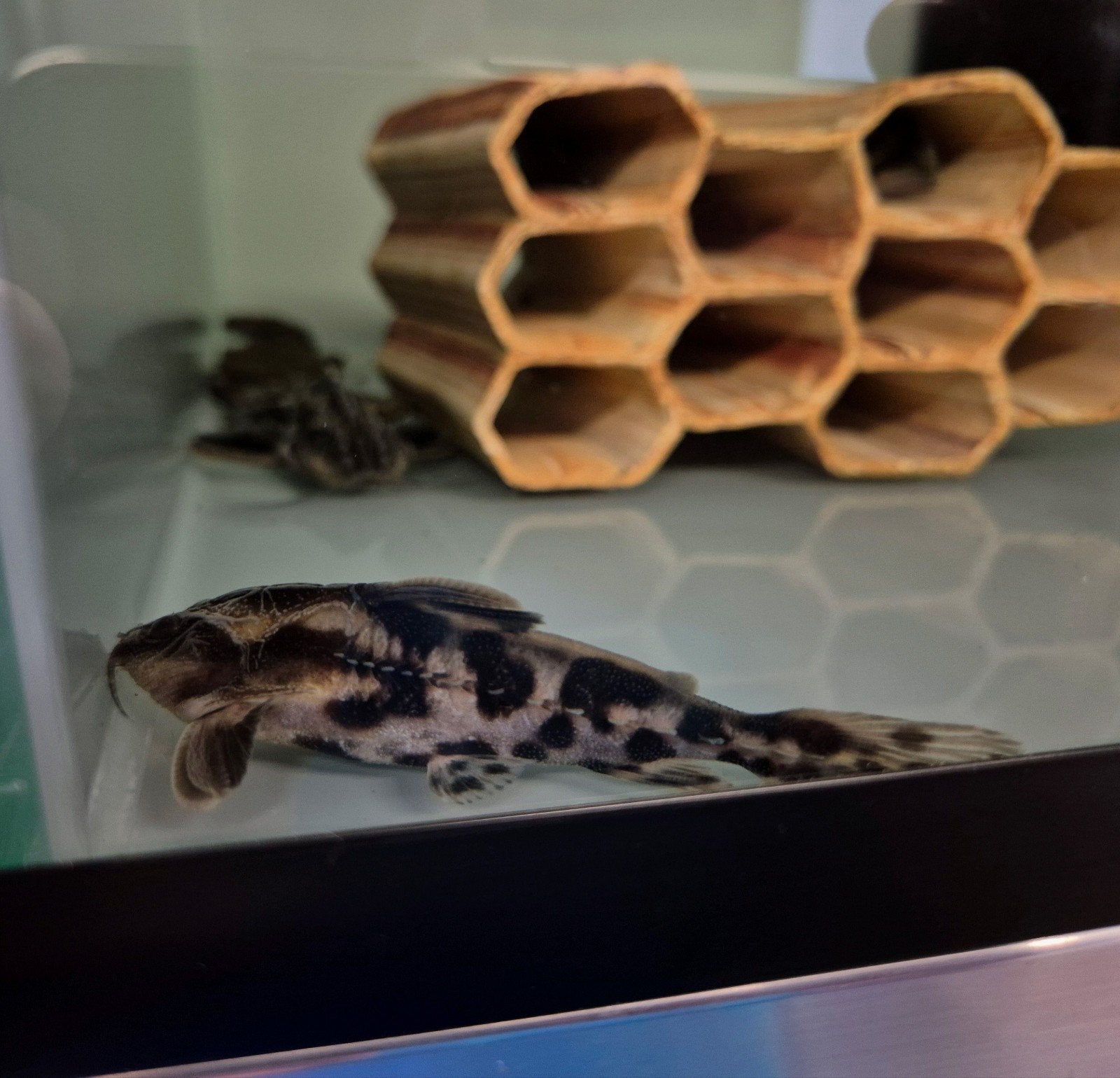 Iriwini catfish, Dieren en Toebehoren, Vissen | Aquariumvissen, Vis, Zoetwatervis