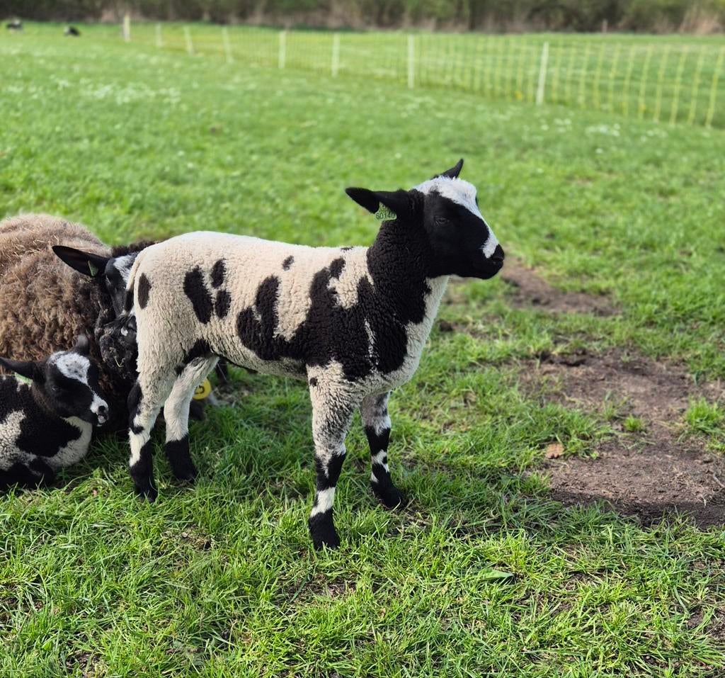 Bonte ram, Dieren en Toebehoren, Mannelijk, Schaap, 0 tot 2 jaar
