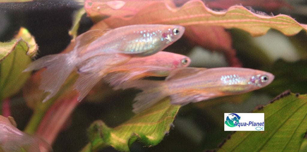 Luipaard Danio "Gold", Vis, Zoetwatervis, Schoolvis