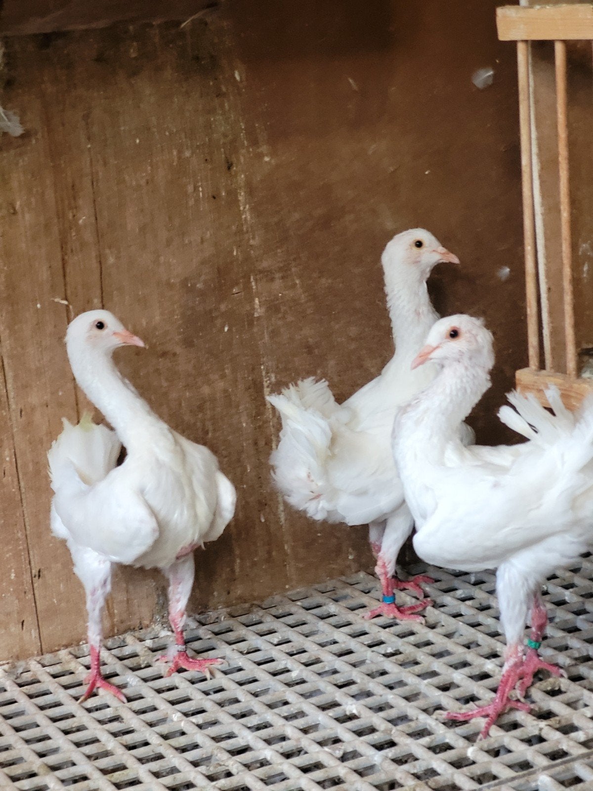 Maltezer kipduif, Meerdere dieren, Overige soorten