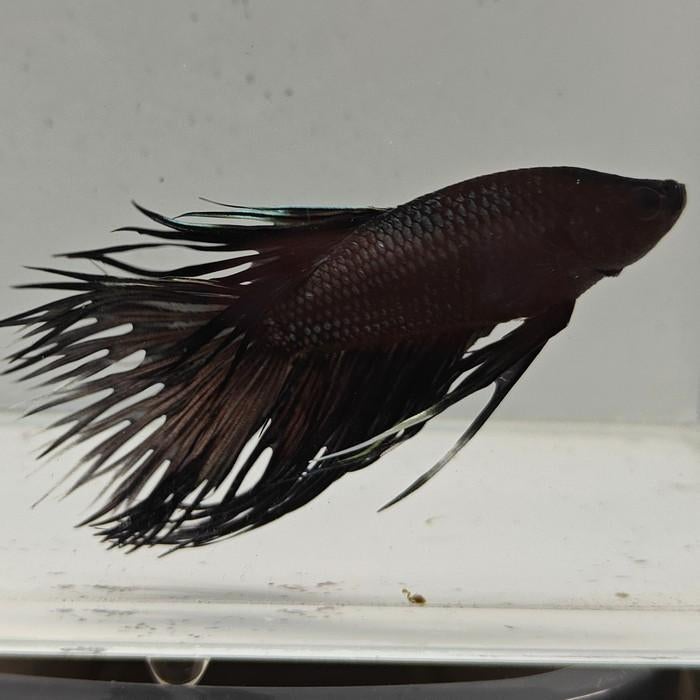 Betta splendens man 58, Dieren en Toebehoren, Vis