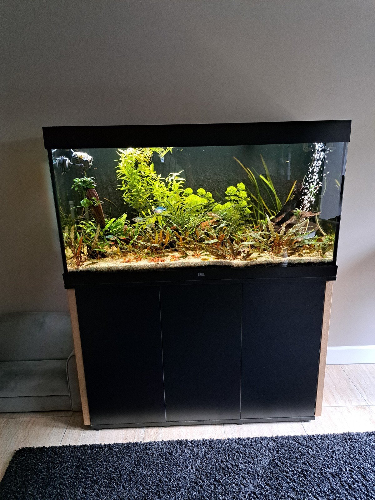 Juwel aquarium 350 liter zwart met eiken panelen, Ophalen, Inclusief vissen, Juwel, Gevuld zoetwateraquarium