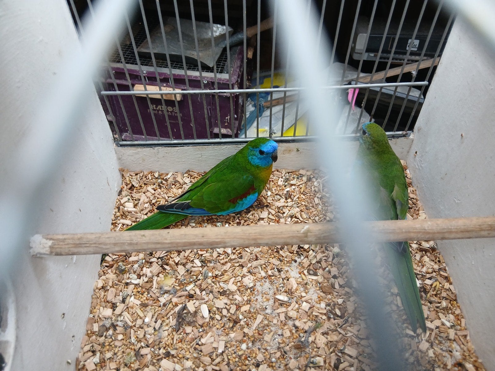 geelbuik turquoisine parkieten, Dieren en Toebehoren, Meerdere dieren, Parkiet, Geringd