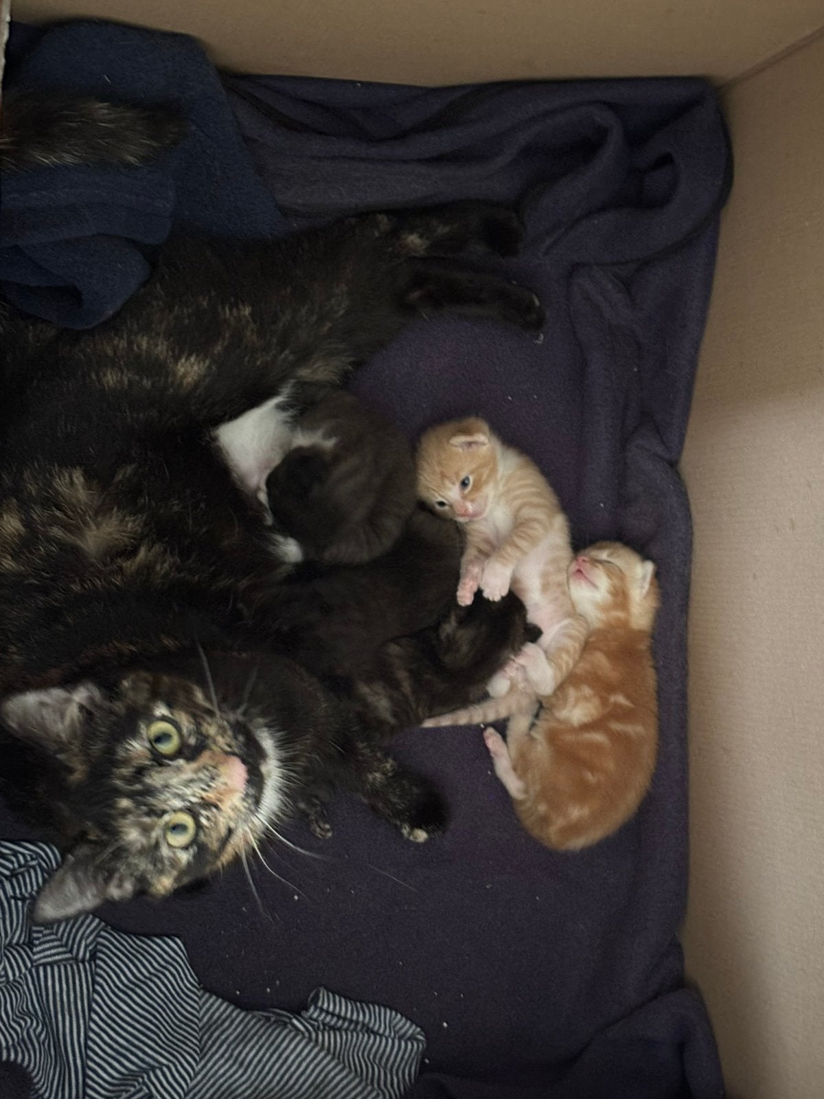 Boerderij kittens te koop, Poes