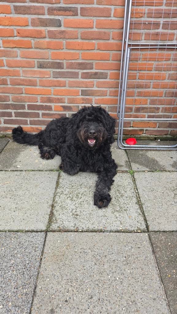 Bernedoodle, Dieren en Toebehoren, Overige rassen, 1 tot 2 jaar, Teef, Eén hond