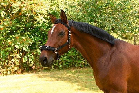 kaptoom longeerhalster, Dieren en Toebehoren, Paarden en Pony's | Hoofdstellen en Tuigage, *, Verzenden, *, *