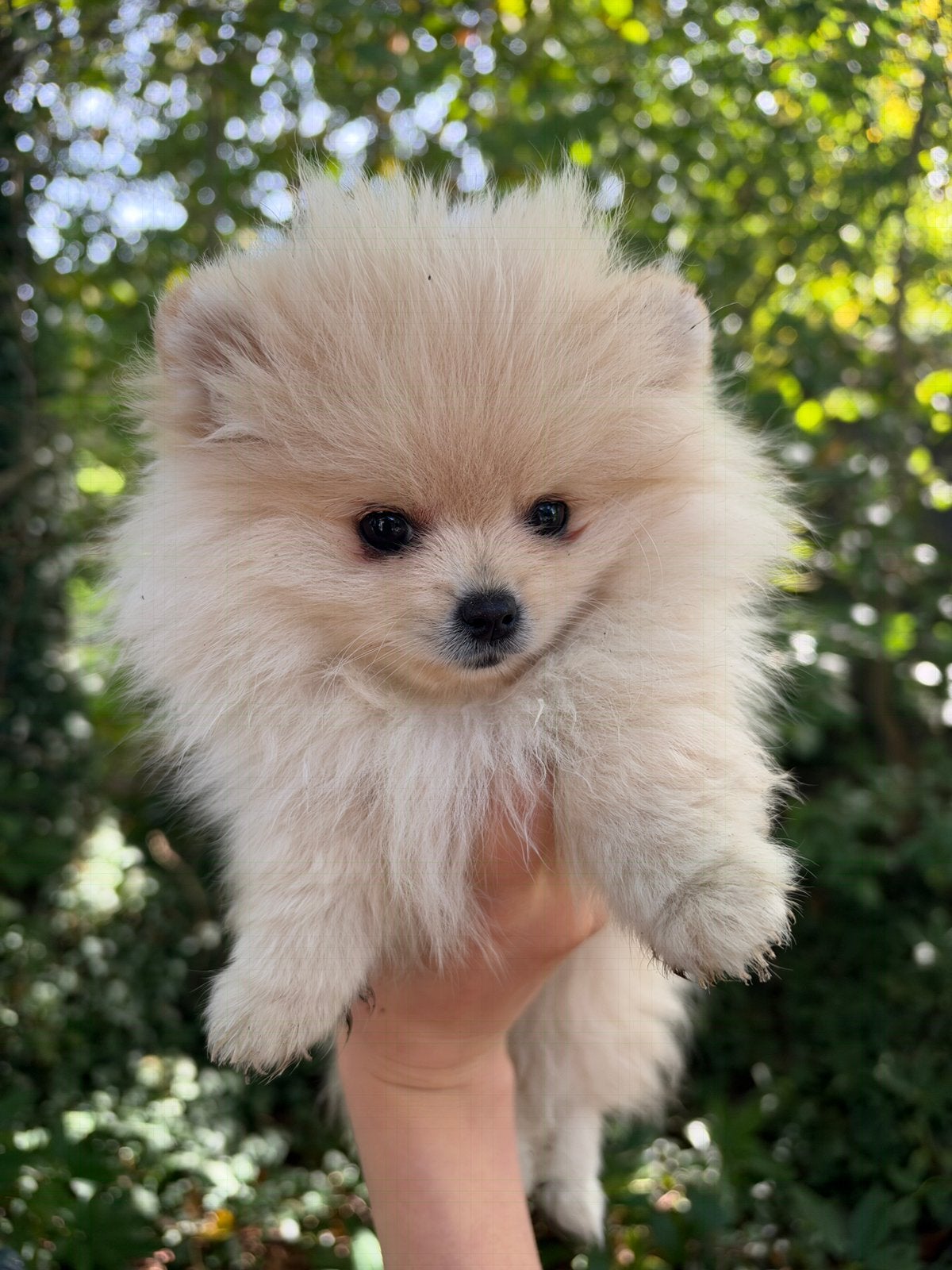 Lief teacup pomeriaan teefje, Dieren en Toebehoren, Fokker | Hobbymatig, Keeshond, Rabiës (hondsdolheid), 15 weken tot 1 jaar