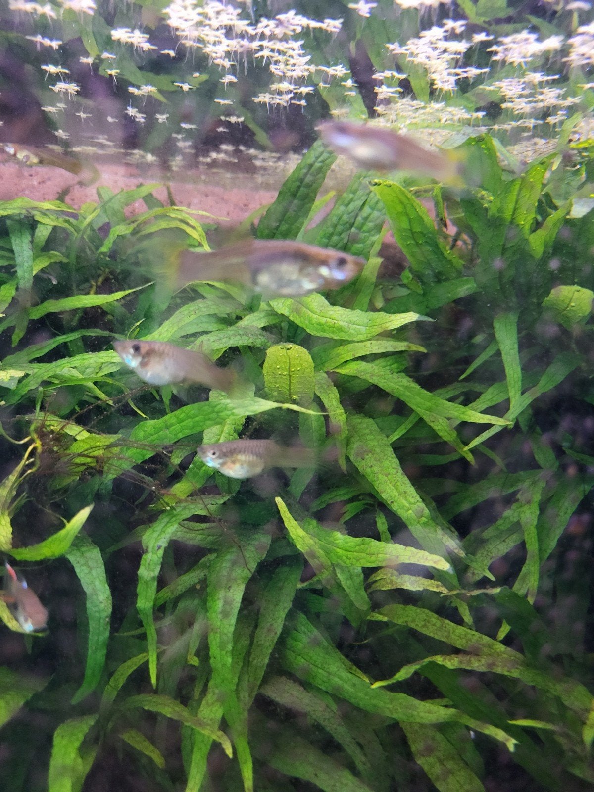 Vissen guppies, Tuin en Terras, Bloembollen en Zaden, Ophalen of Verzenden, Volle zon