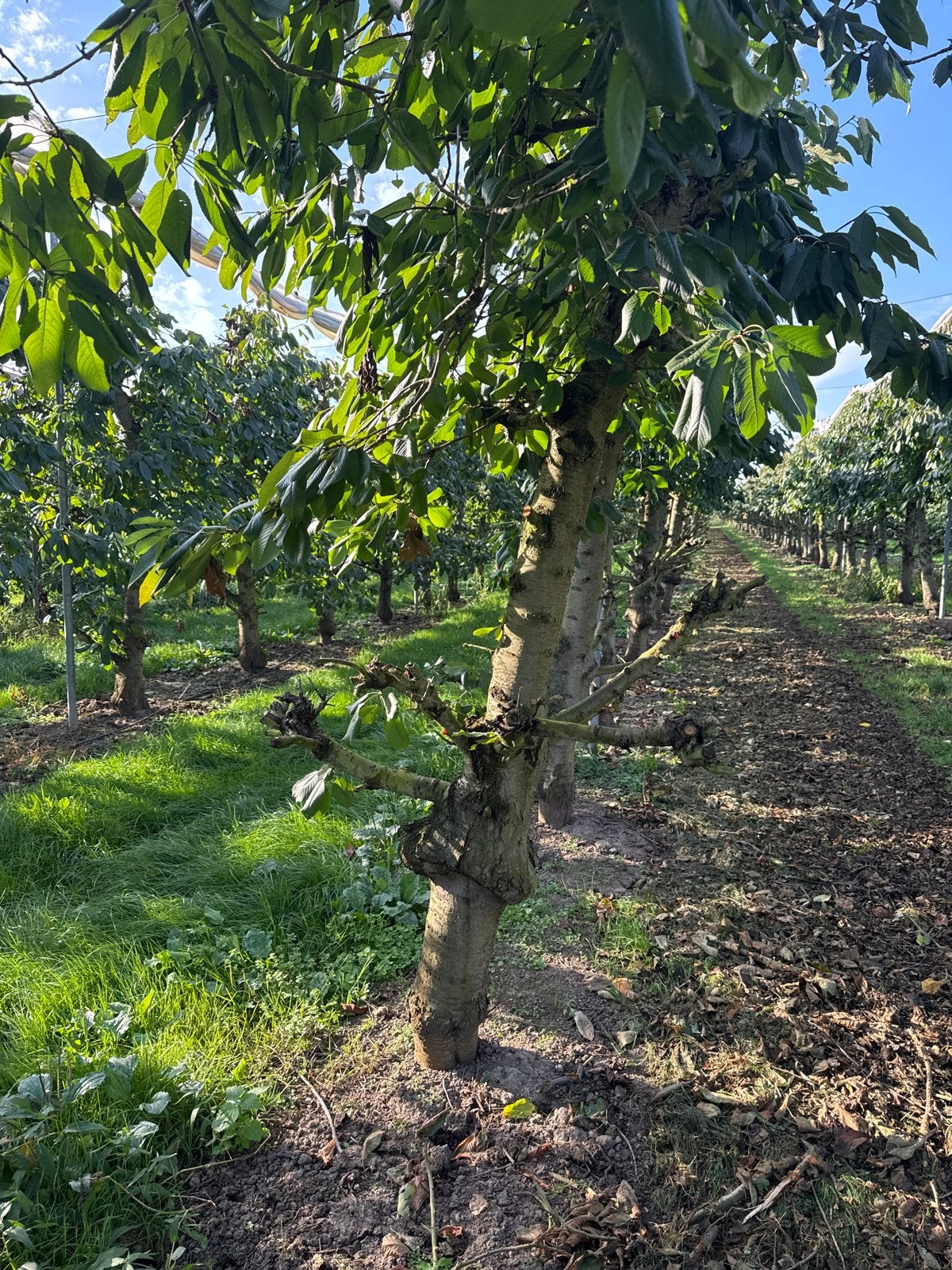Kachelhout kersen, Tuin en Terras, 6 m³ of meer, Ophalen, Overige houtsoorten, Stammen