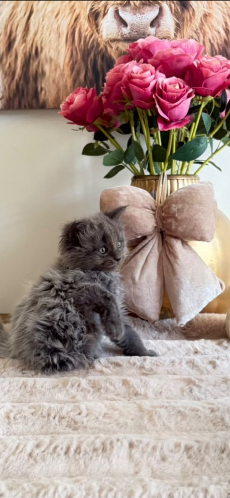Maine coon kittens, Meerdere dieren, Ontwormd