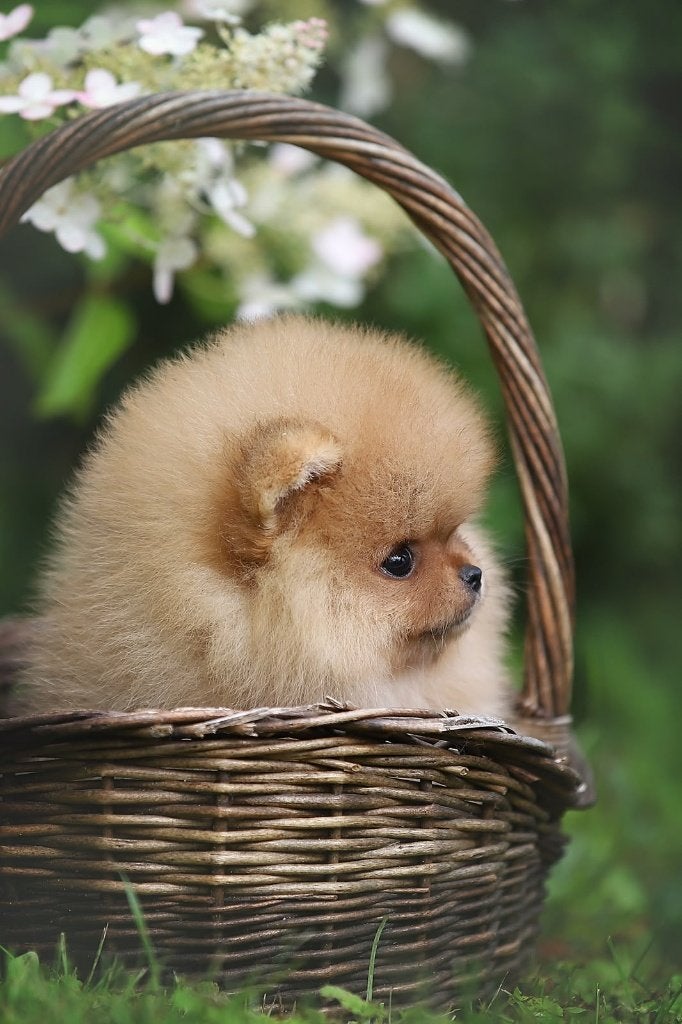 Pomeriaan pup teefje Orange Sable – Bear type, Nederland, Keeshond, 8 tot 15 weken, Teef