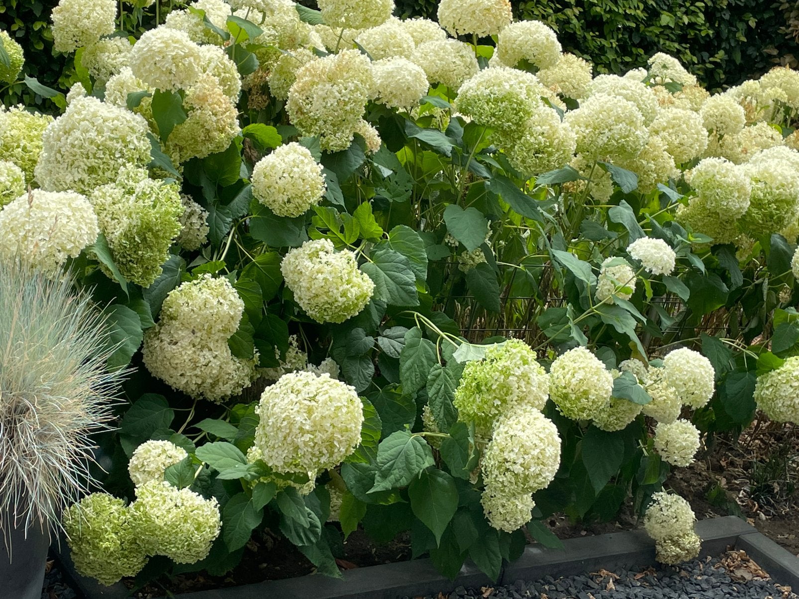 Annabellen ongeveer 20 planten bijna gratis, Tuin en Terras, Ophalen, Overige soorten, Volle zon