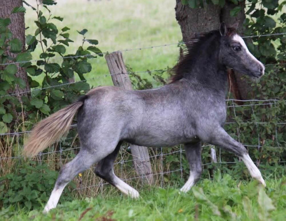 Twee klasse Welsh sectie A merrieveulens, Dieren en Toebehoren, Merrie, B pony (1.17m tot 1.27m), Met stamboom, 0 tot 2 jaar