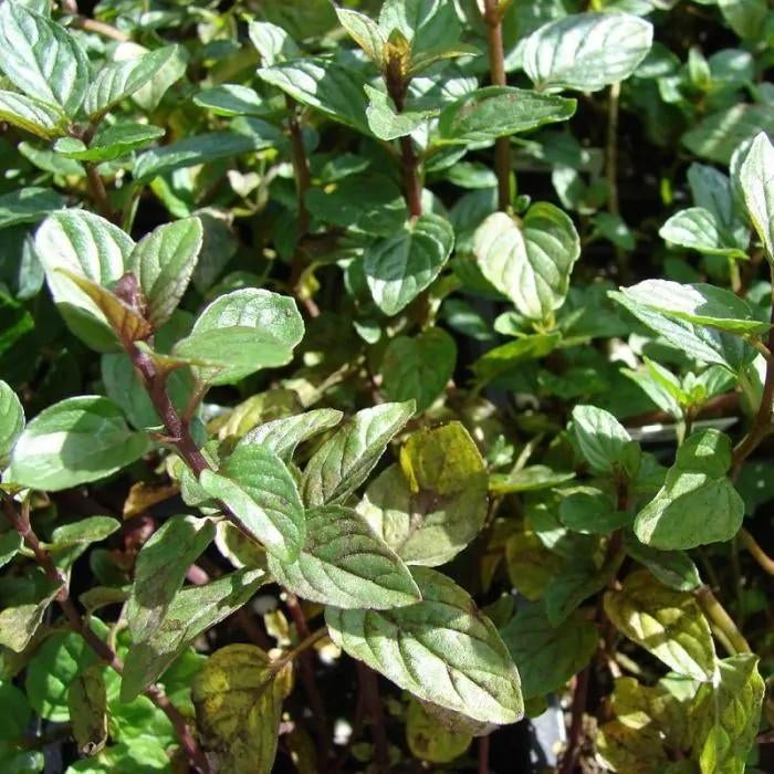 Chocolademunt plant - Heerlijk aroma voor thee & desserts, Ophalen, Vaste plant, Halfschaduw, Kruiden