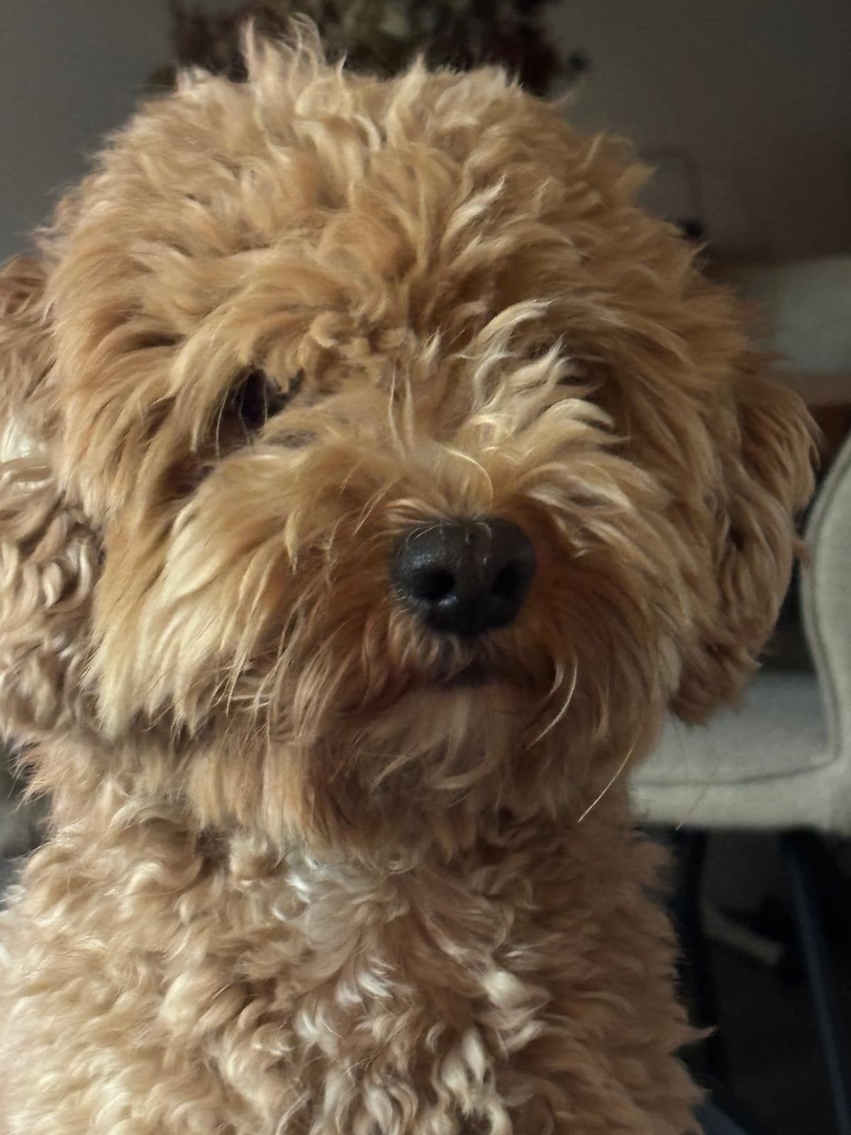 Lieve Maltipoo dekreu Sammie – 2.5 jaar - niet te koop!, Reu, 1 tot 2 jaar, Eén hond, Klein