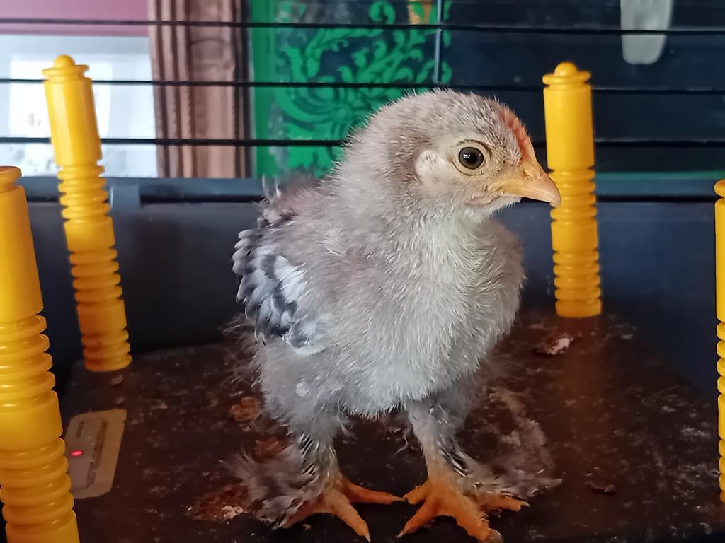 Cochin Kriel, Dieren en Toebehoren, Pluimvee, Mannelijk, Kip