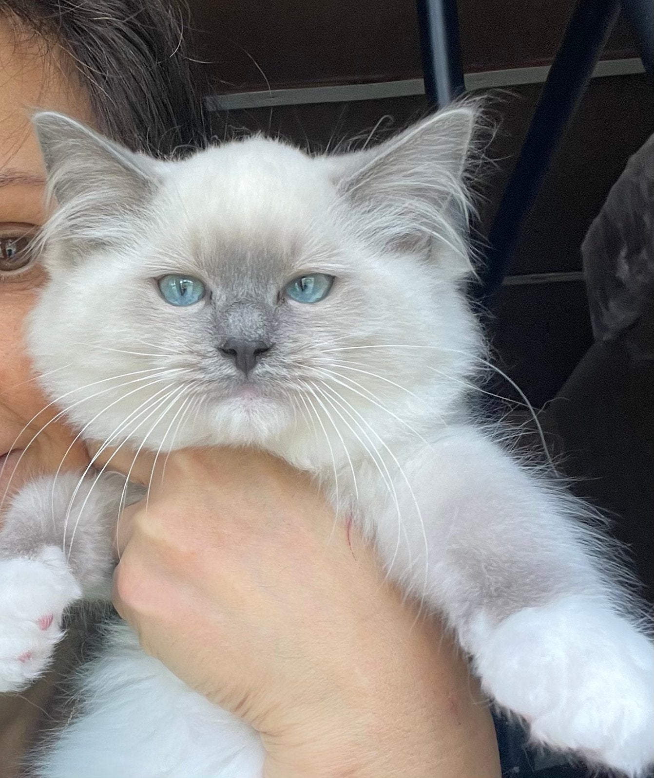 Prachtiche ragdoll kittens, Kater, Gechipt