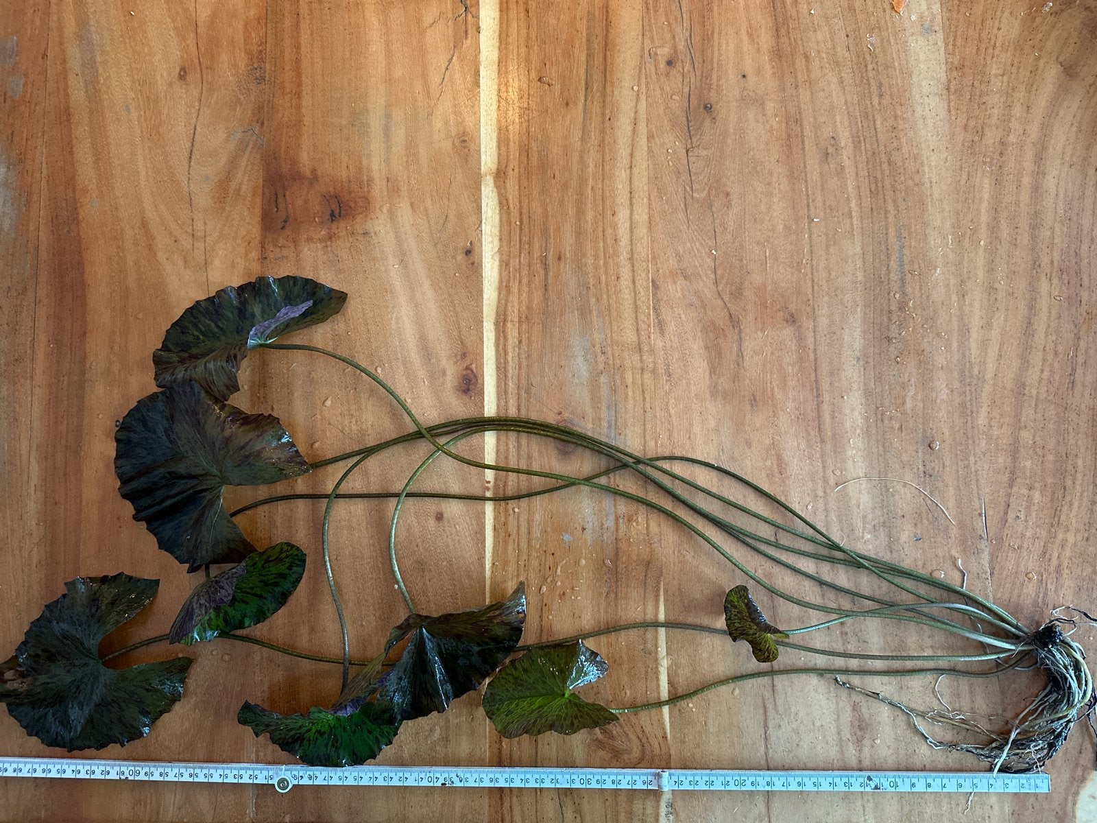 Rode lotus Waterlelie plant met wortelstok, Ophalen, 100 tot 250 cm