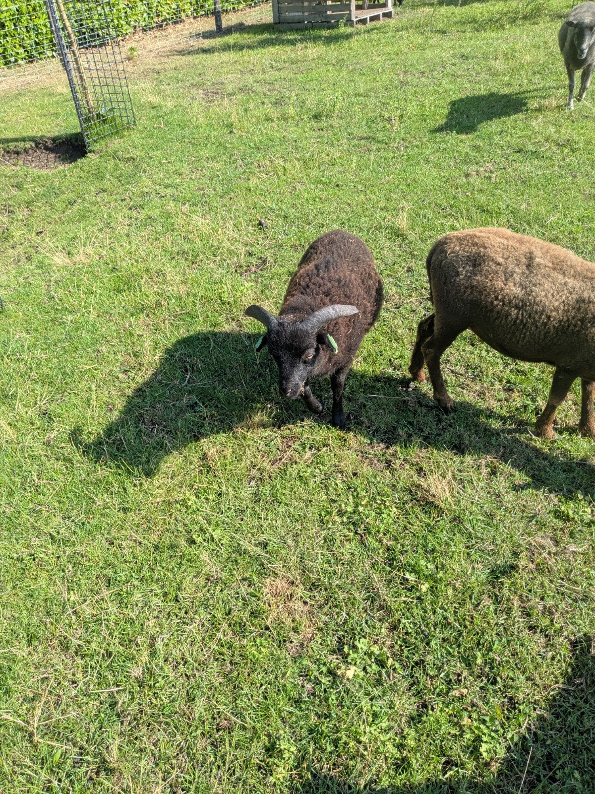 Mooie raszuivere ouessant Ramlam 2026 UBN/stamboek geregistr, Dieren en Toebehoren, Mannelijk, Schaap, 0 tot 2 jaar
