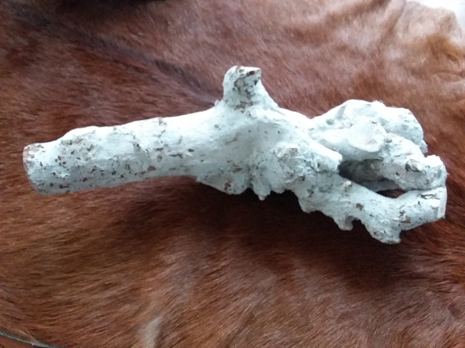 reptielen hout, Dieren en Toebehoren, Ophalen of Verzenden, Tak, Plant, Rots of Steen