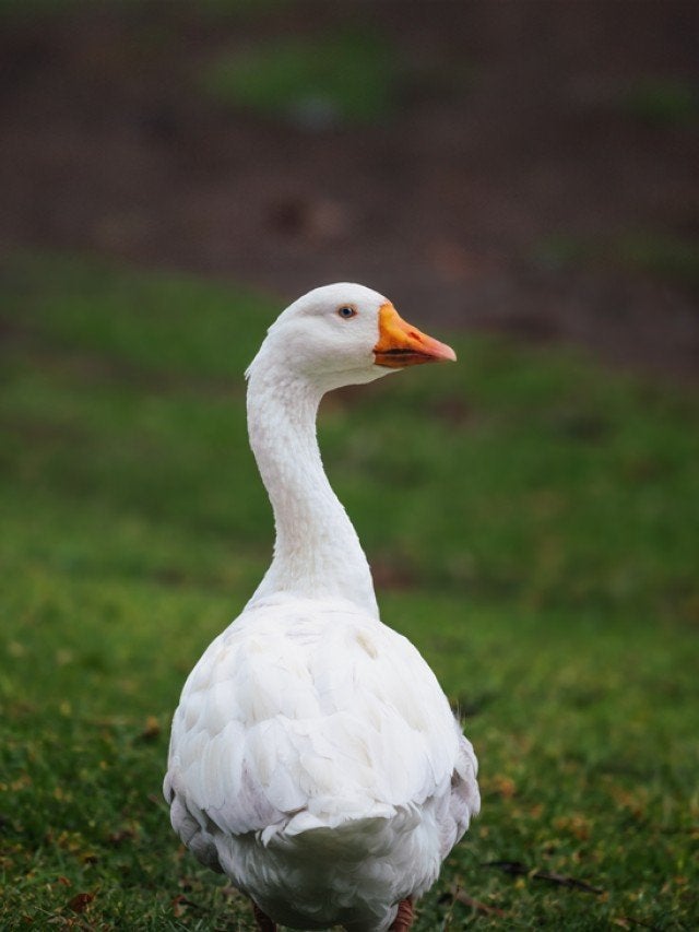 Witte gans gezocht (mannetje), Dieren en Toebehoren, Vogels | Overige Vogels, Mannelijk