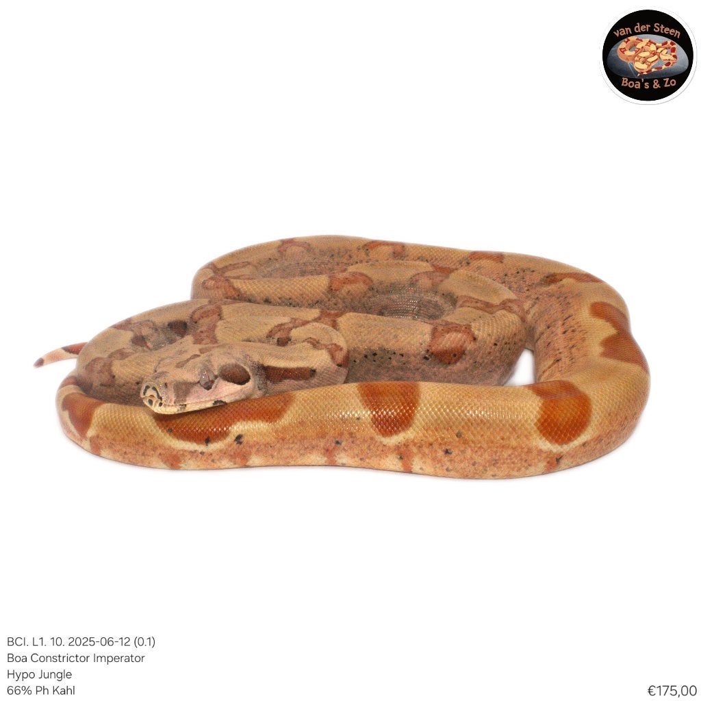 Boa Constrictor Imperator Litter 01 2025 Boa Constrictor photo 6