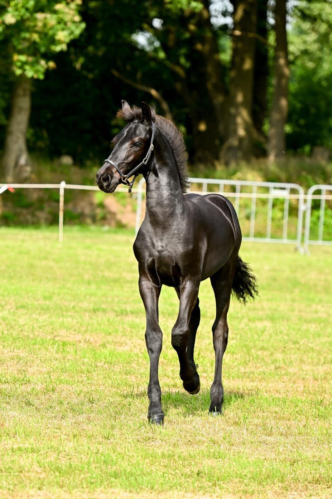 Fries hengstveulen (Menso 542 x Tonjes 459), Dieren en Toebehoren, Met stamboom, Minder dan 160 cm, Niet van toepassing, Dressuurpaard