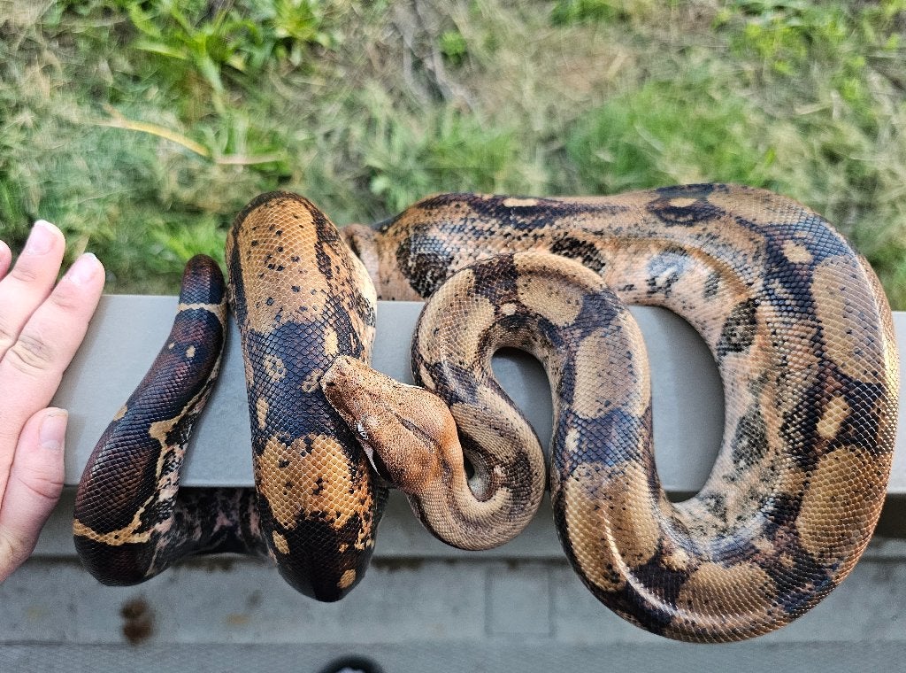 Pinkish fire vrouw boa imperator Boa Constrictor photo 14