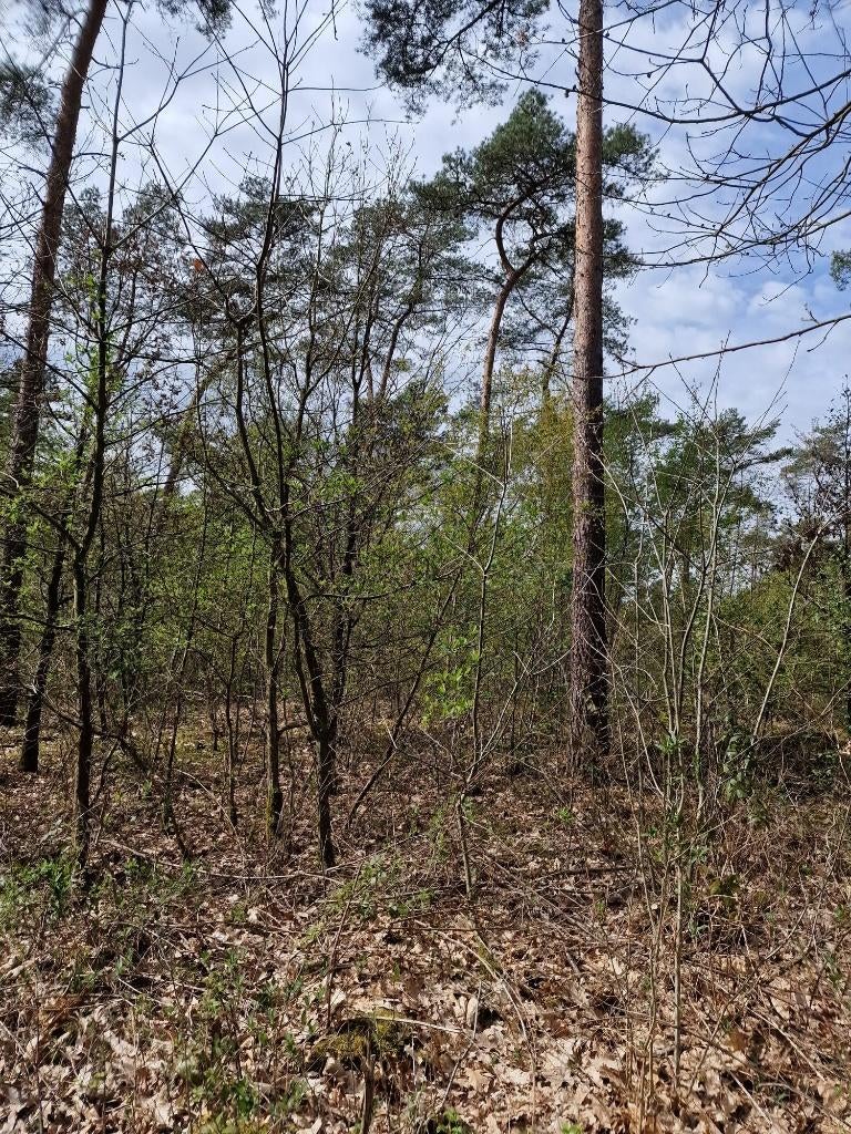 te koop bosperceel bosgrond, Helden nabij Eindhoven en Venlo, Tuin en Terras, Planten | Bomen, Overige soorten, Volle zon, Lente