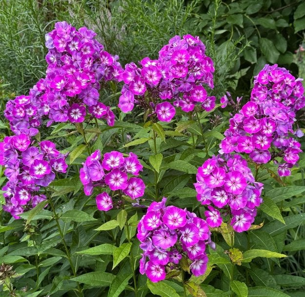 Phlox P. Laura - Chemievrij - P9 - Staffelkorting!, Overige soorten, Volle zon, Vaste plant, Ophalen of Verzenden