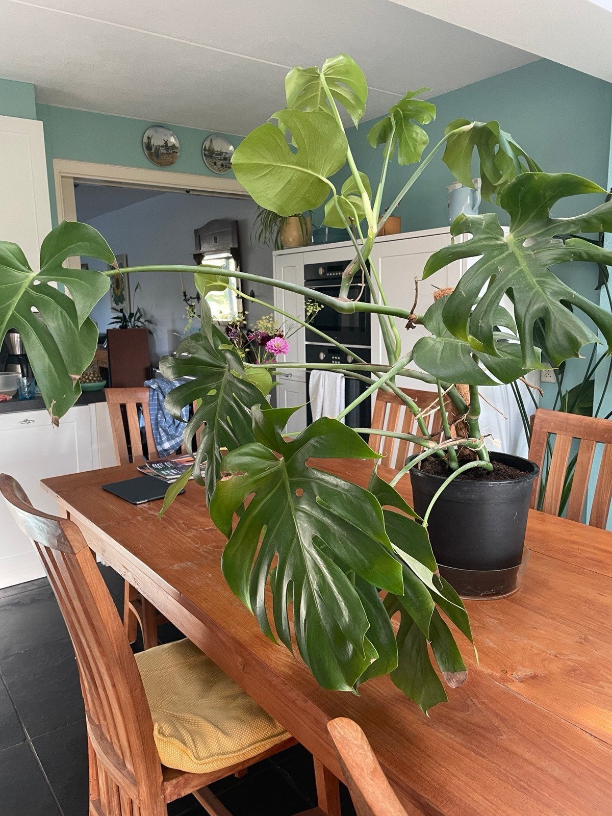 Grote Monstera Deliciosa - Kamerplant, Ophalen, 100 tot 150 cm, Overige soorten, Halfschaduw