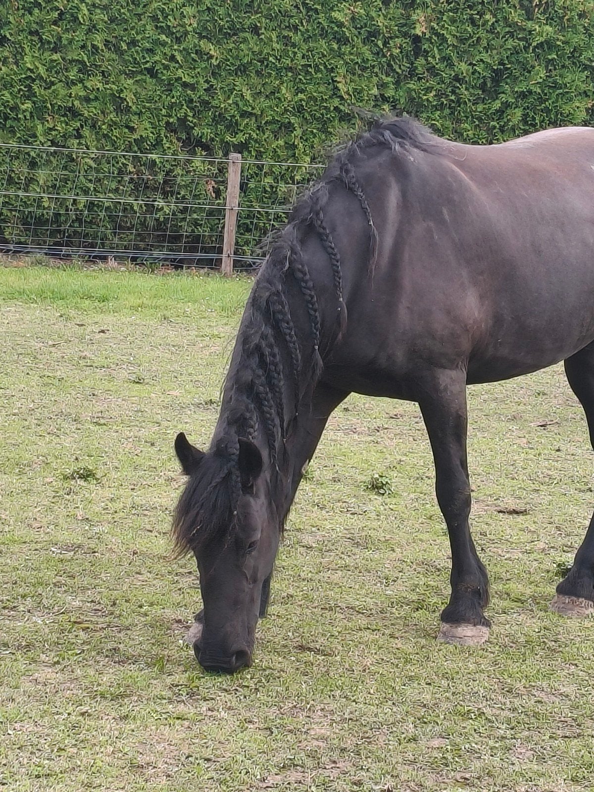 De allerliefste Friese merrie❤️zoekt haar 5⭐ huisje ️, Dieren en Toebehoren, Merrie, Recreatiepaard