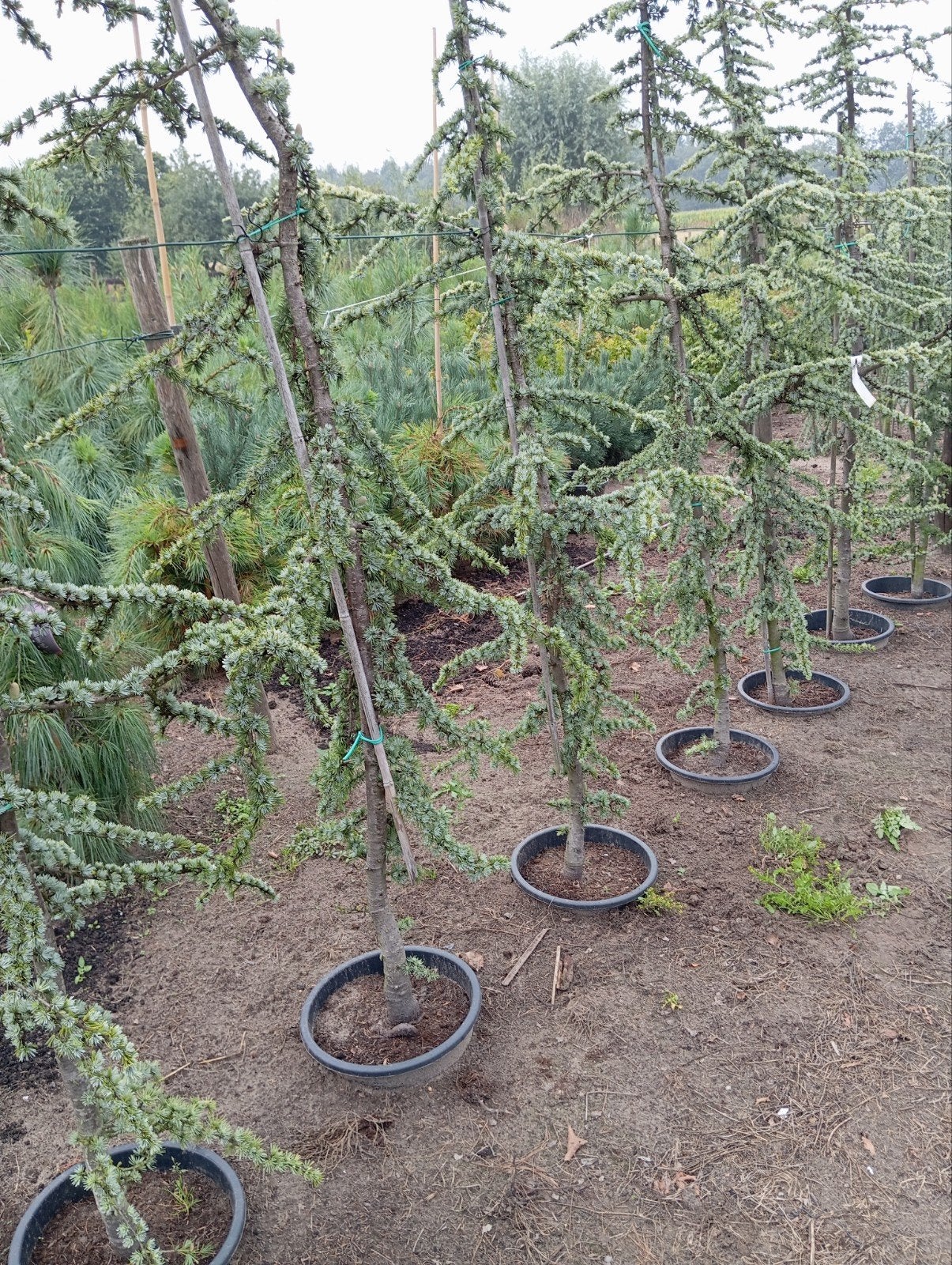 Cedrus libani Atlantica Aurea in pot, Bloeit niet, Minder dan 100 cm, Volle zon, In pot