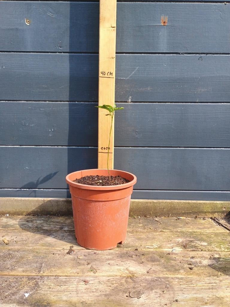 Diospyros Lotus (Lotusboom) - Jonge plant, Tuin en Terras, Minder dan 100 cm, Lente, Overige soorten, Volle zon