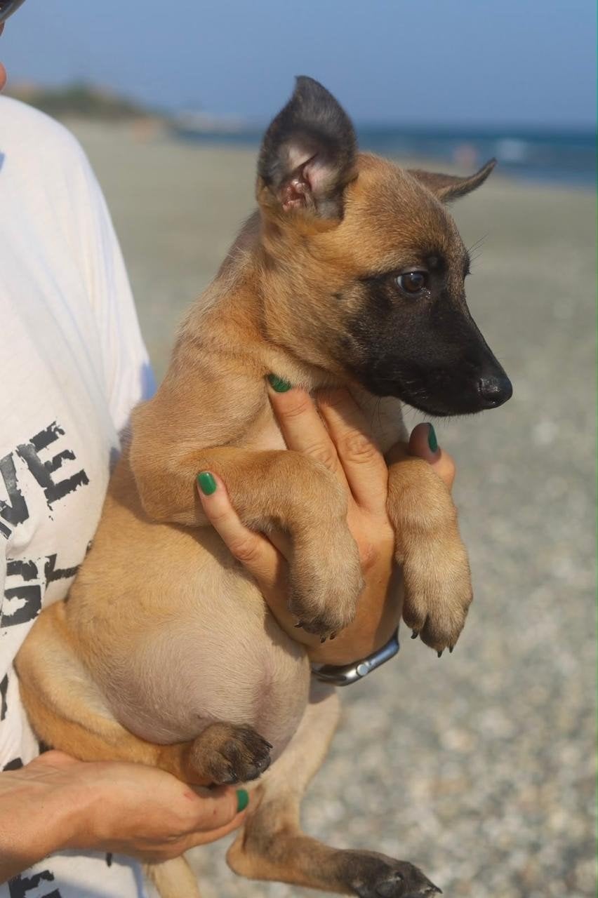 Prachtige pup Bansai op zoek naar baasje, Dieren en Toebehoren, Honden | Herdershonden en Veedrijvers, 15 weken tot 1 jaar, Handelaar