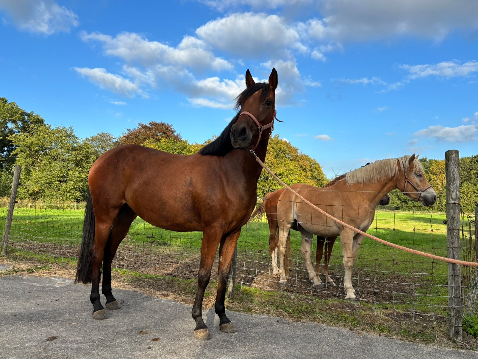 Te koop lieve aansprekende 3 jarige merrie, Dressuurpony, 3 tot 6 jaar, Onbeleerd, Merrie