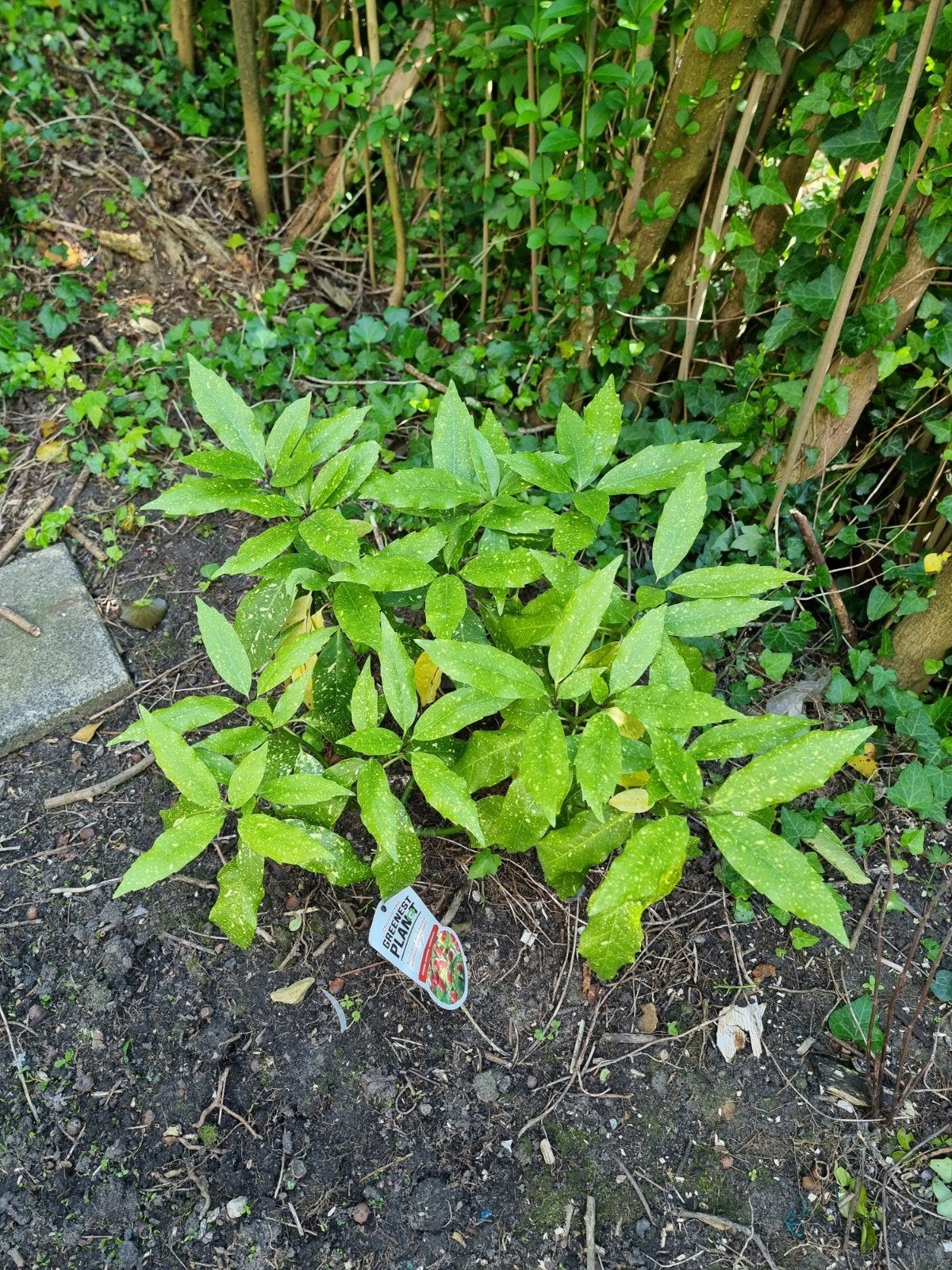 2 Japanse Broodbomen (Aucuba japonica 'Variegata'), Tuin en Terras, Vaste plant, Bloeit niet, Halfschaduw, Ophalen