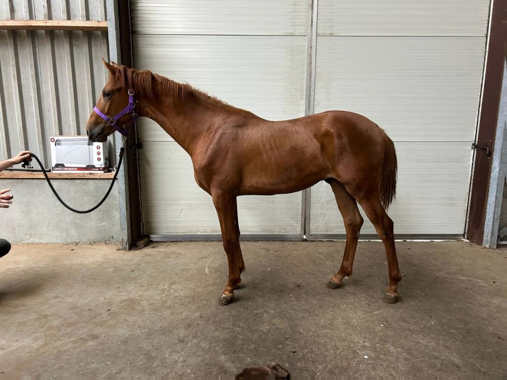 Prachtige allrounder !, Dieren en Toebehoren, Hengst, Dressuurpaard, 0 tot 2 jaar