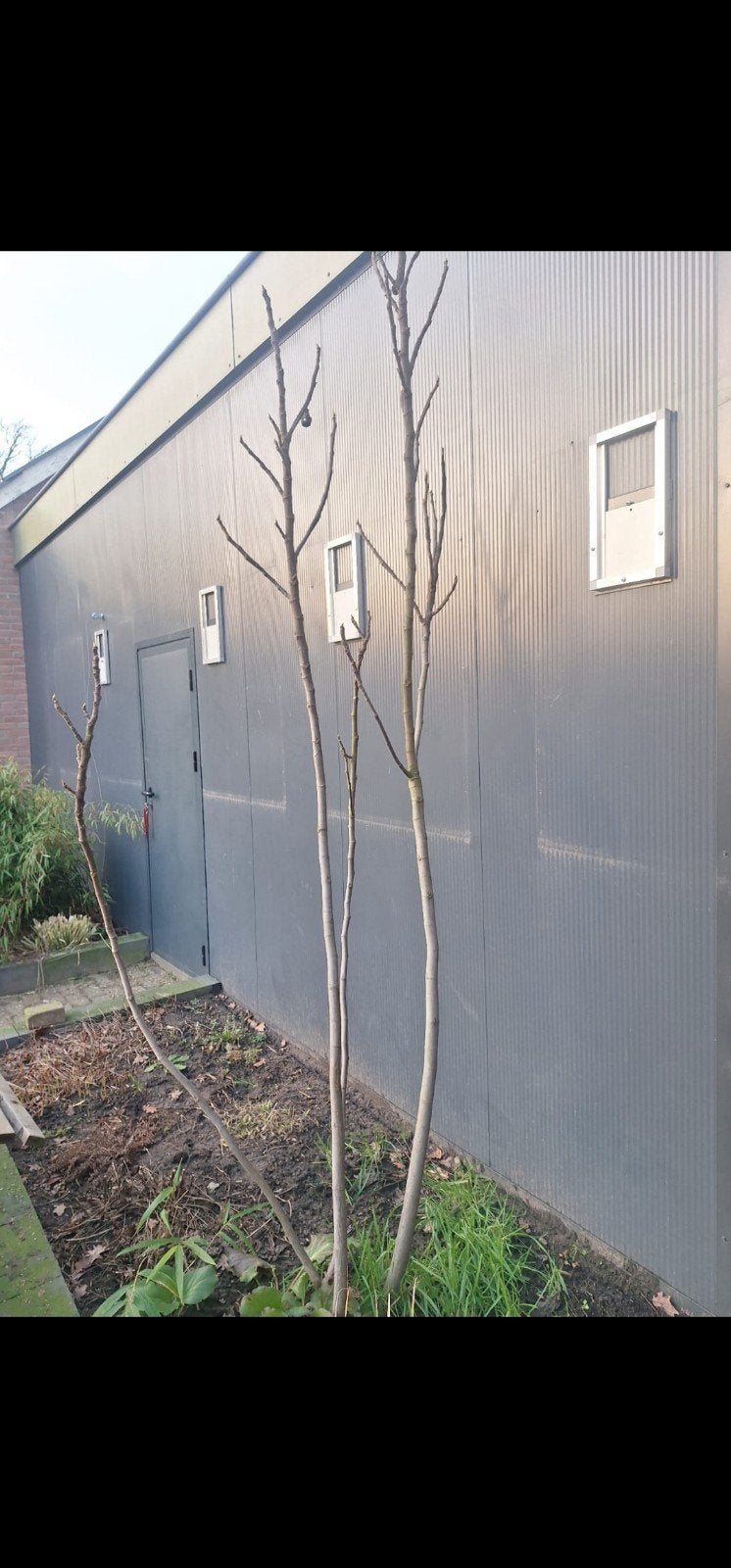 Geïsoleerde Sandwichpanelen met deur, 80 tot 100 cm, 215 cm of meer, Ophalen of Verzenden, Hout