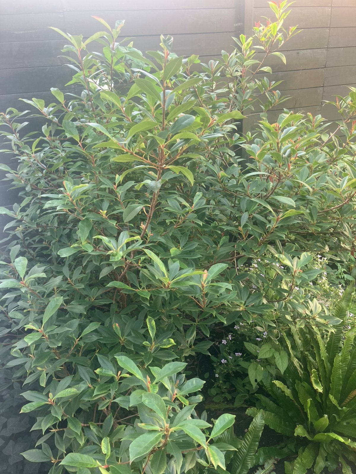 Photinia (glansmispel), gezond, Tuin en Terras, Planten | Struiken en Hagen, Ophalen, Overige soorten, 100 tot 250 cm
