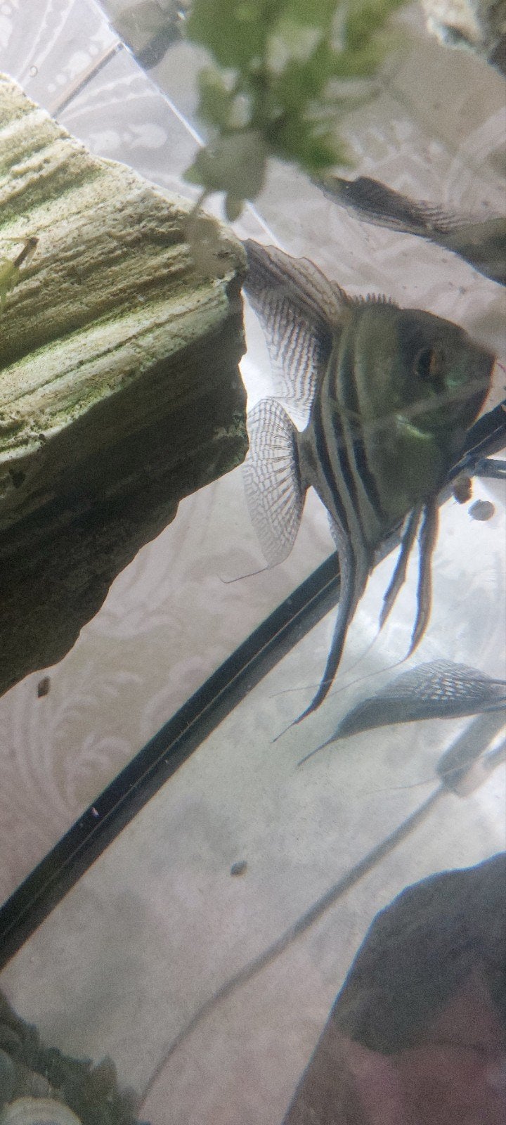 maanvis, Vis, Zoetwatervis, Schoolvis