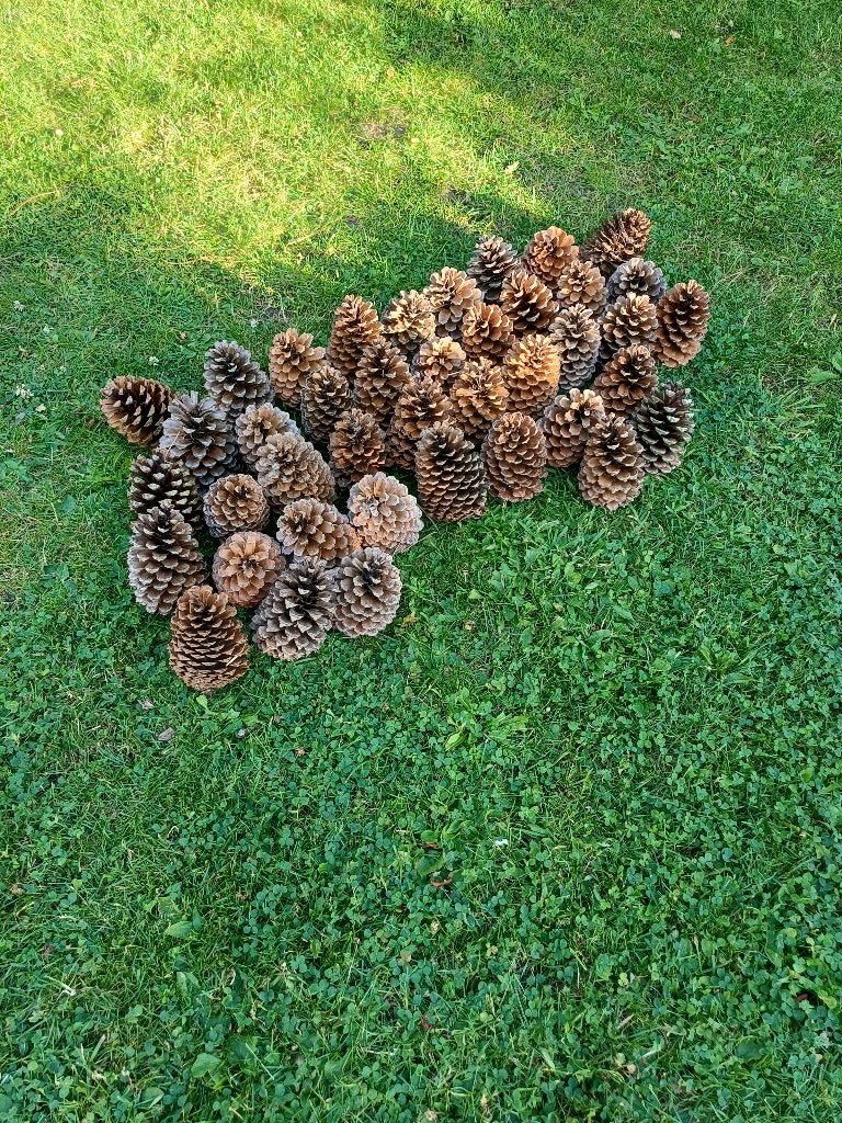 Hele hele grote dennenappels. 17 cm, Ophalen of Verzenden, Nieuw