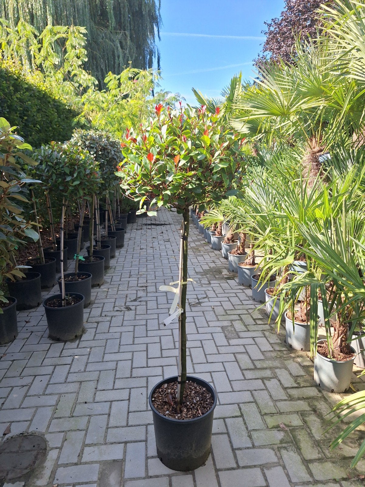 Photinia litte red robin, glansmispel bol op stam, Tuin en Terras, Planten | Bomen, Ophalen, Halfschaduw, 100 tot 250 cm