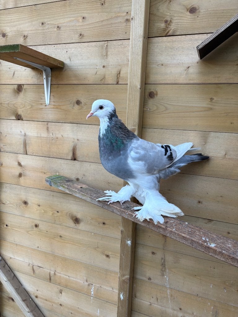 Diverse Gentse kroppers, Meerdere dieren, Kropper