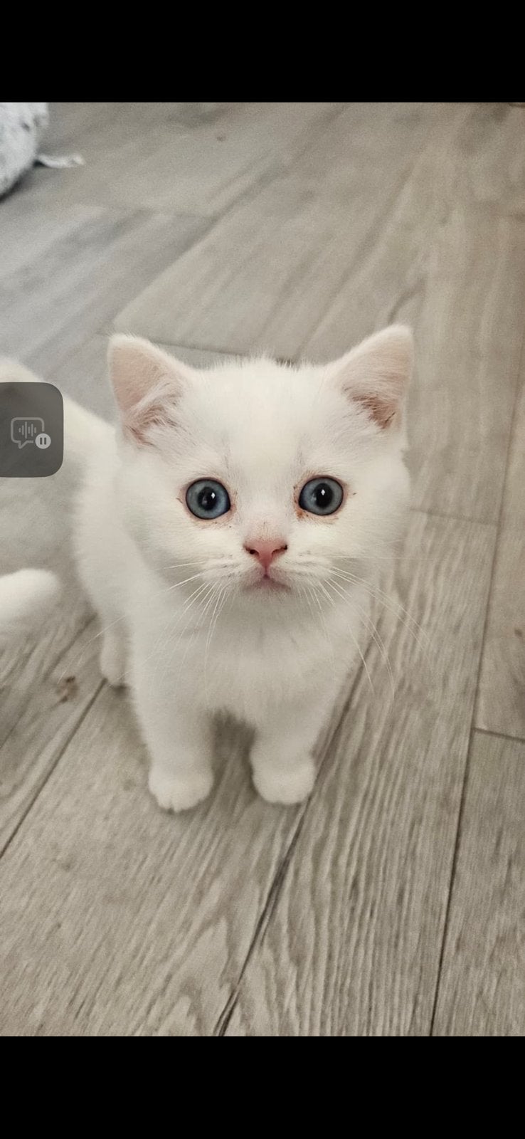 Britse korthaar katers
