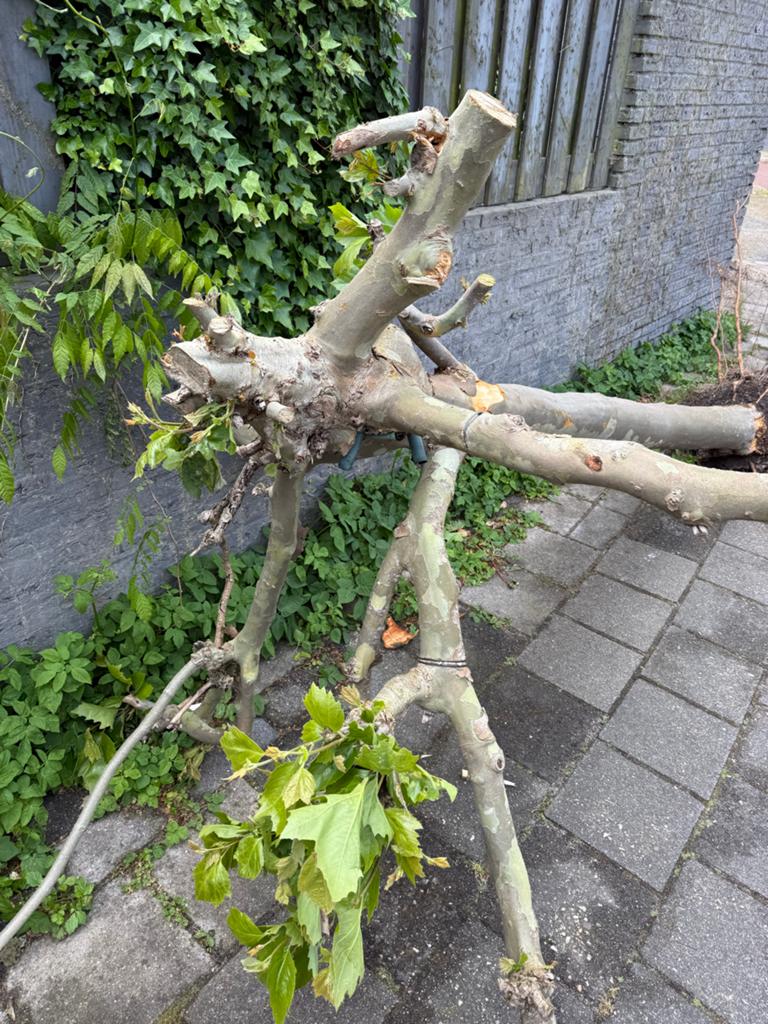 Mooie plantaan gratis, Tuin en Terras, Bloeit niet, Overige soorten, 250 tot 400 cm, Ophalen
