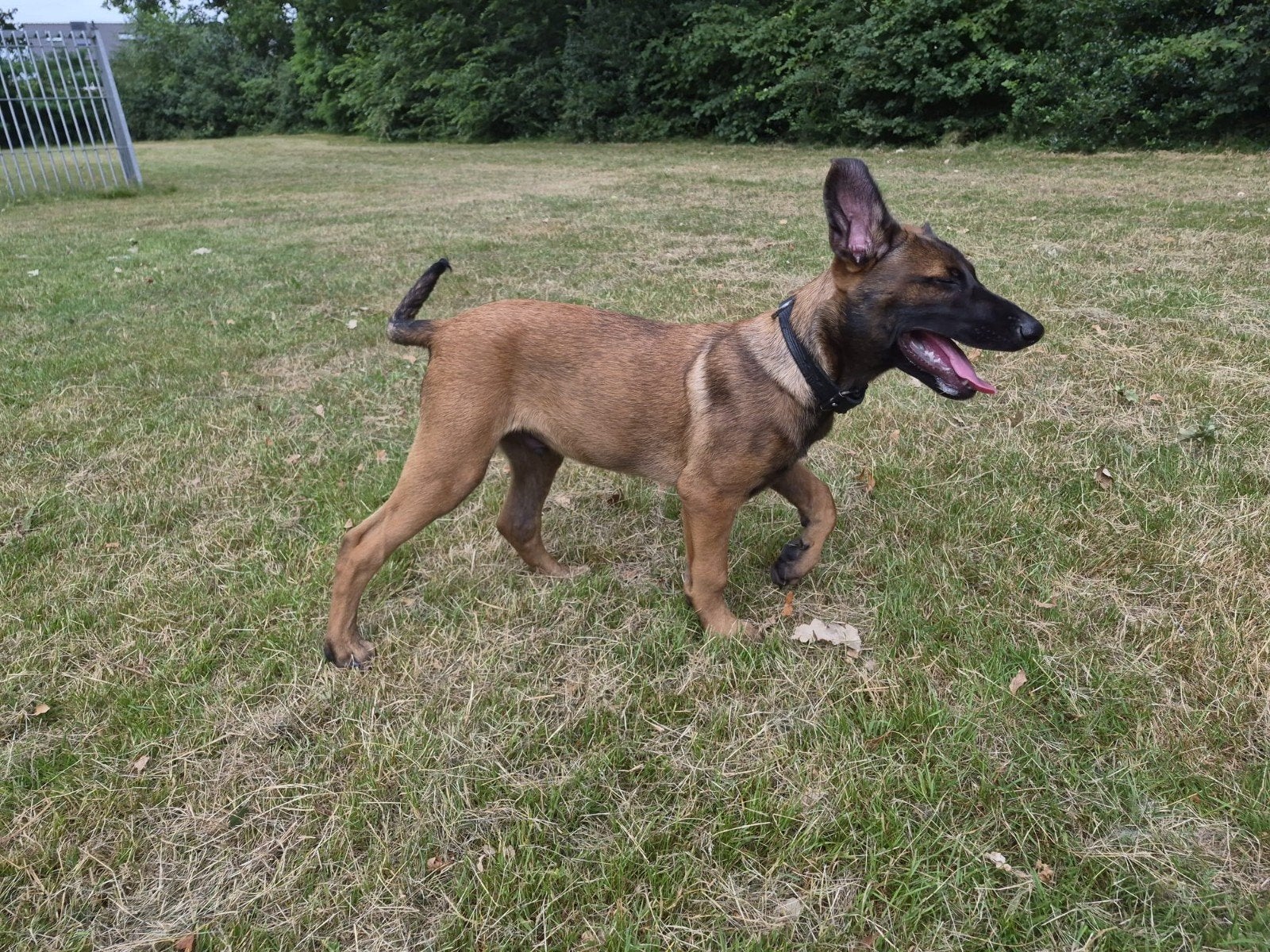 Super leuke Mechelse Herder pup. KNPV, Parvo, Reu, 8 tot 15 weken, Eén hond